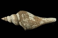 藏品(長香螺)的圖片